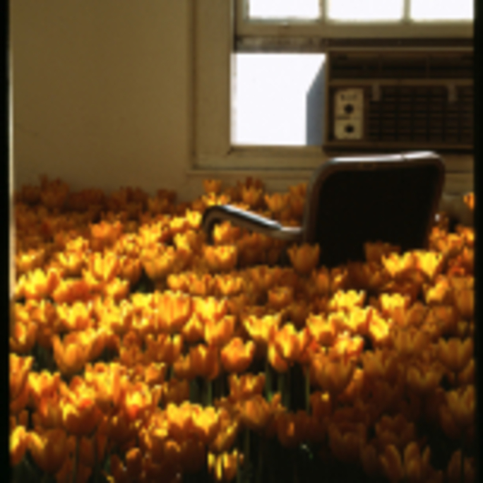 SANCTUARY bloom yellow tulips with chair square format