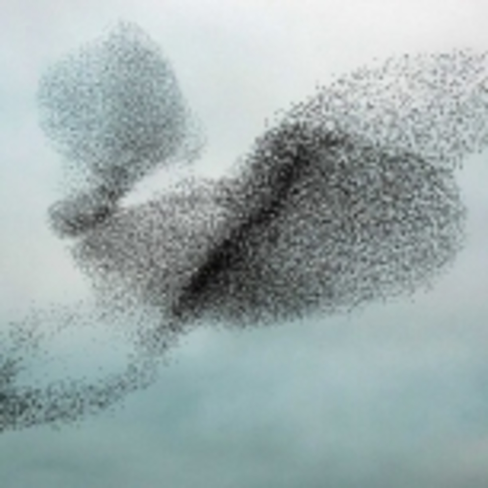 SANCTUARY birds starlings square