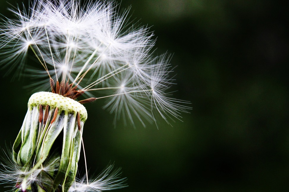 Dandelion - Hope