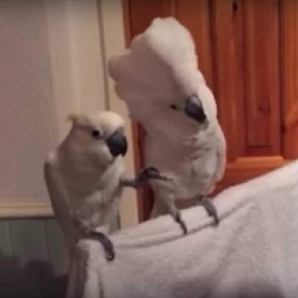 sanctuary-dancing-cockatoo