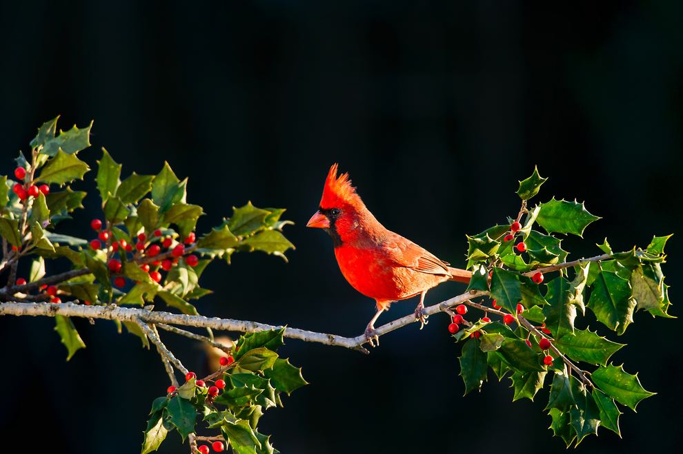 Cardinal