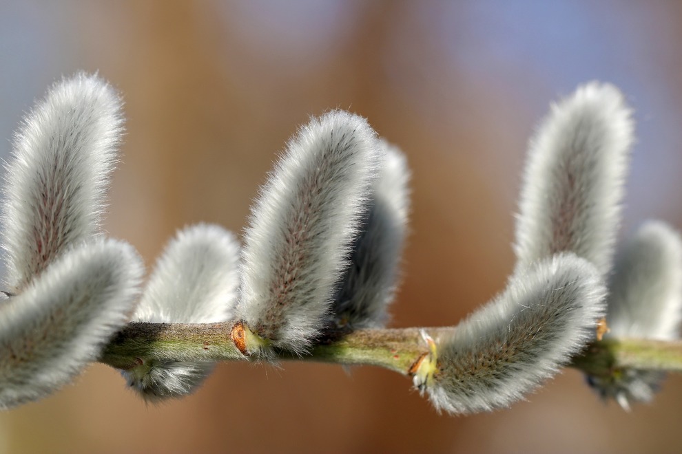 Pussy Willow