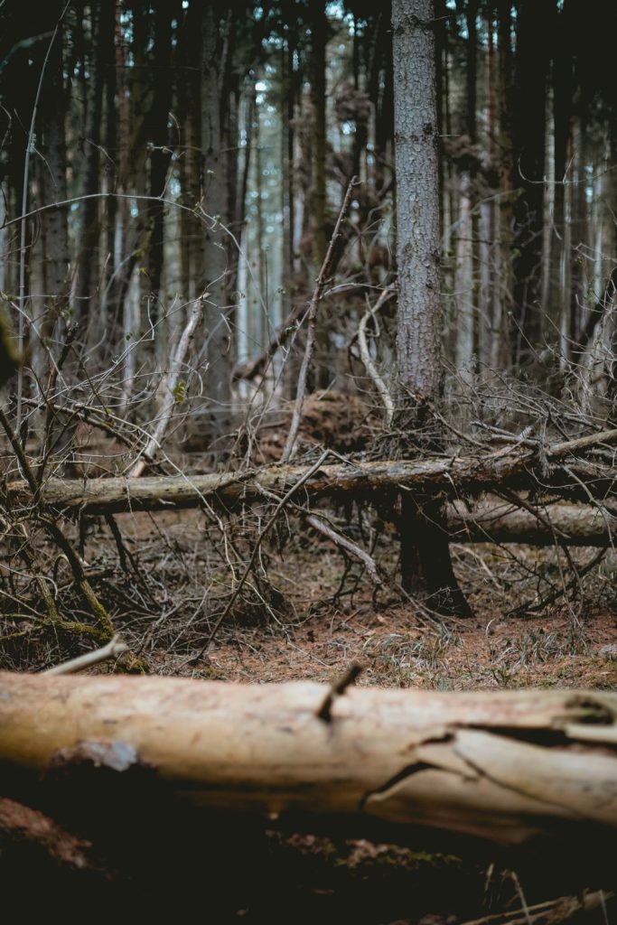 Branches and Log