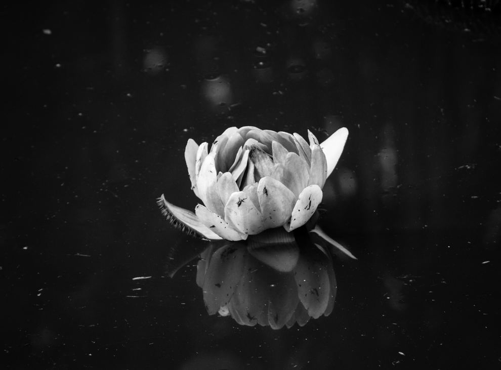Lotus Blooming Black & White