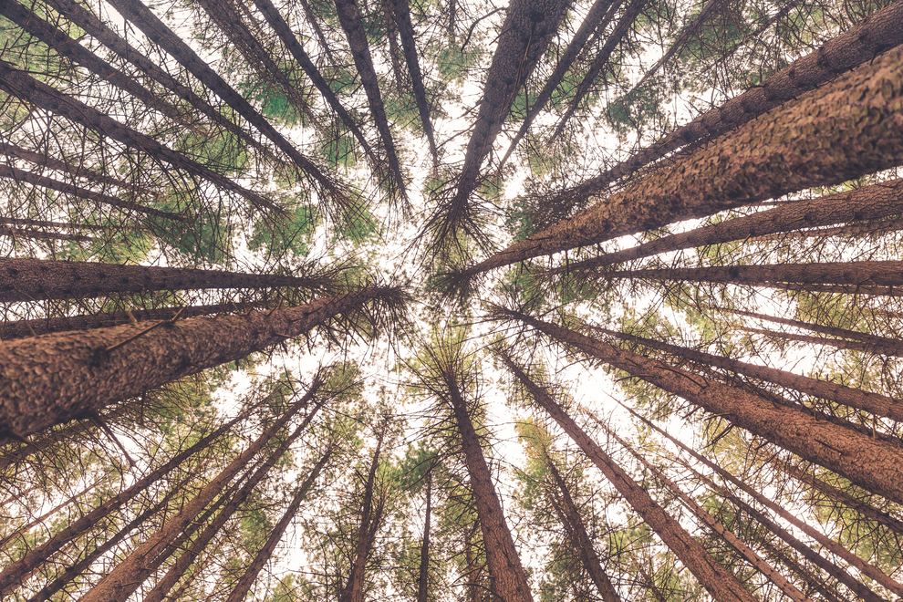 Redwoods Mandala