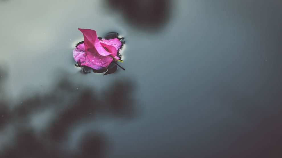 Bougainvillea floating on water