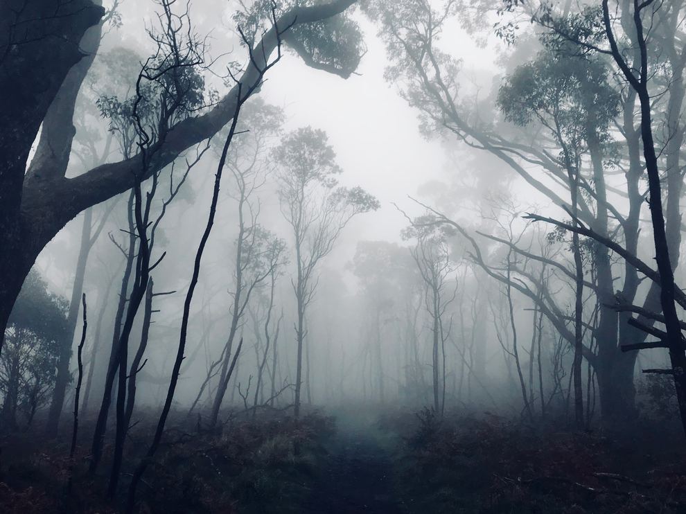 Forest in Fog