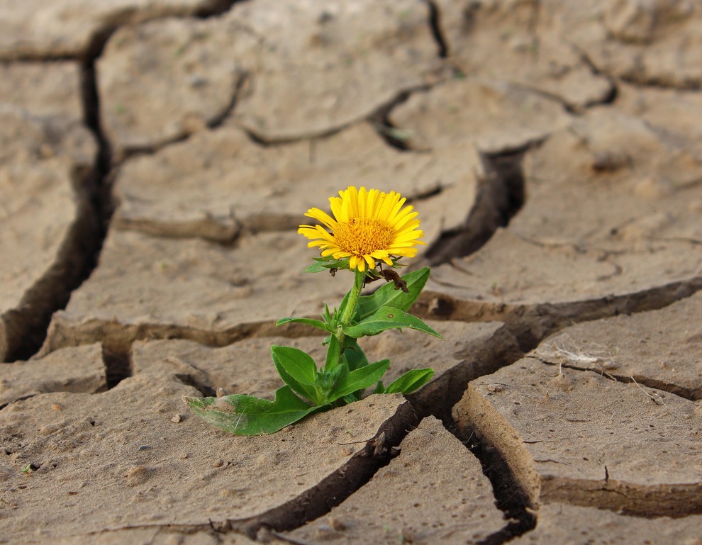 Flower in Mud Crack