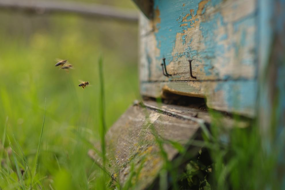 Bees At Hive