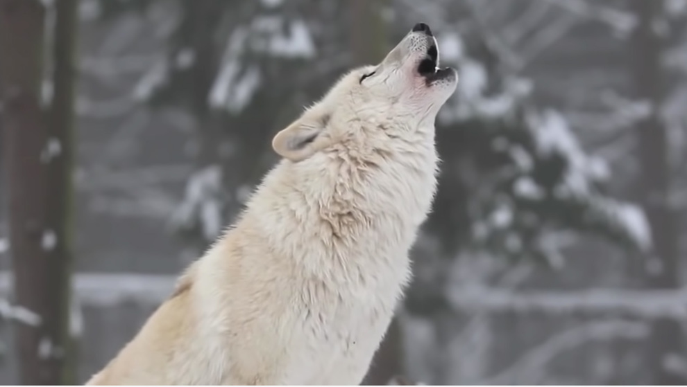 wolf howling