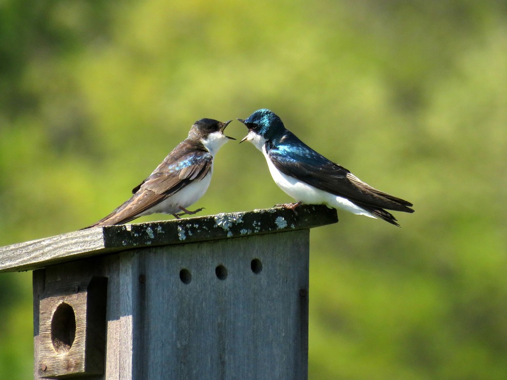 Birds arguing
