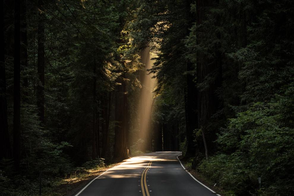 Sunlit patch of road in woods