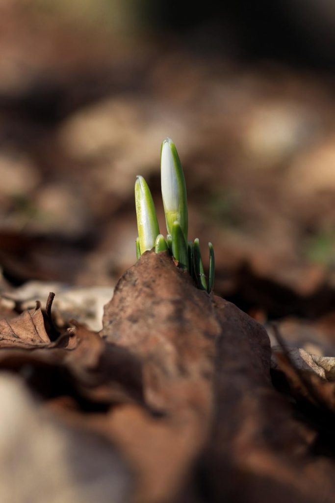 Budding flower emerging through dead leaves