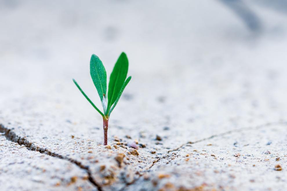 Sprout in the cracks