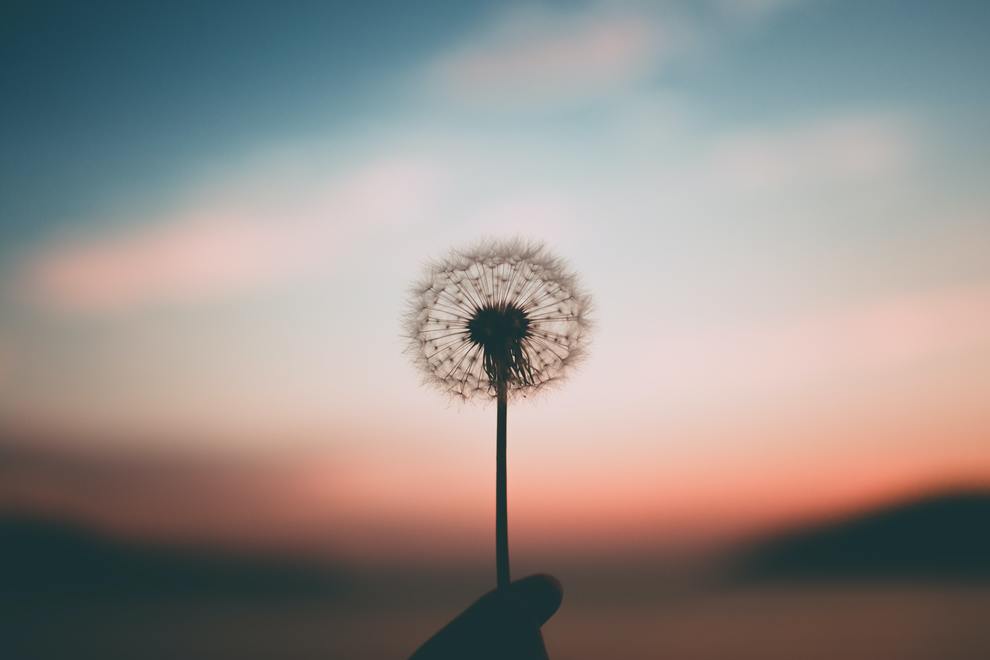 dandelion sunsest