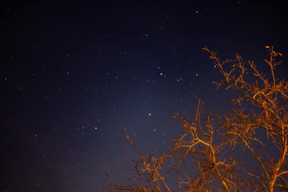 tree and starry sky