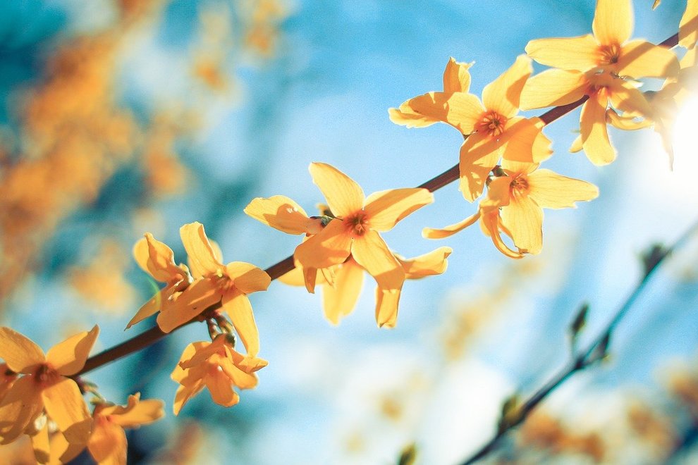 flowers on branche