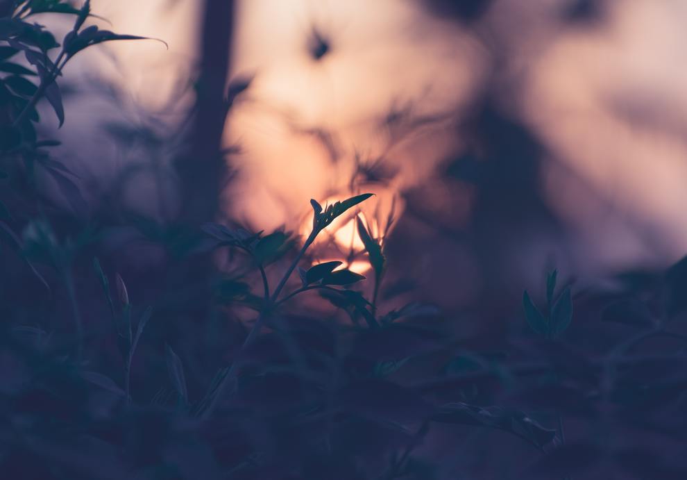 leaves forest backlit