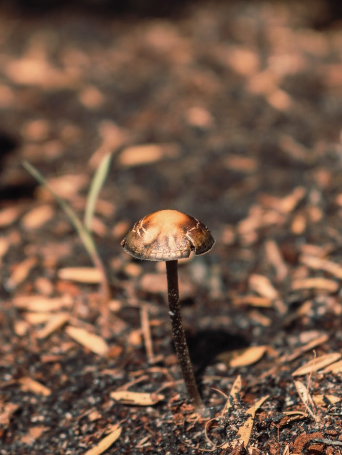 psilocybin mushroom